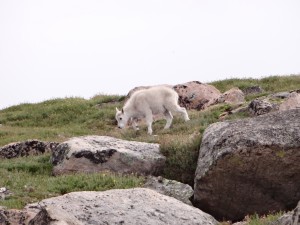 baby mountain goat mt evans