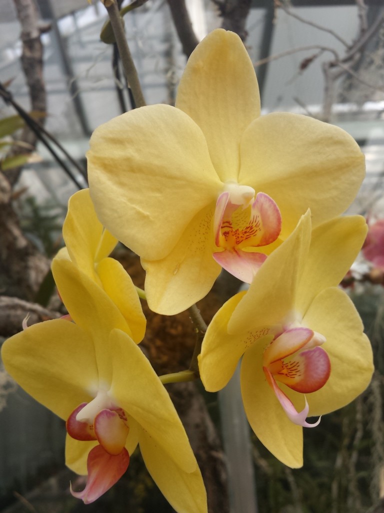 orchids at denver botanic gardens